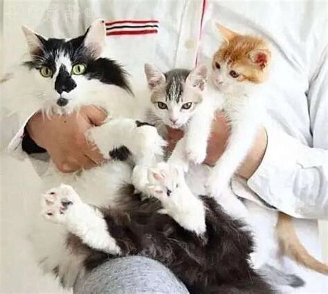 貓進家 什麼意思